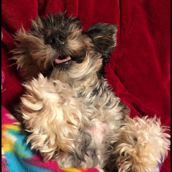 Meet your Posher, Mina , Albert & Baby - Picture 8 of 10